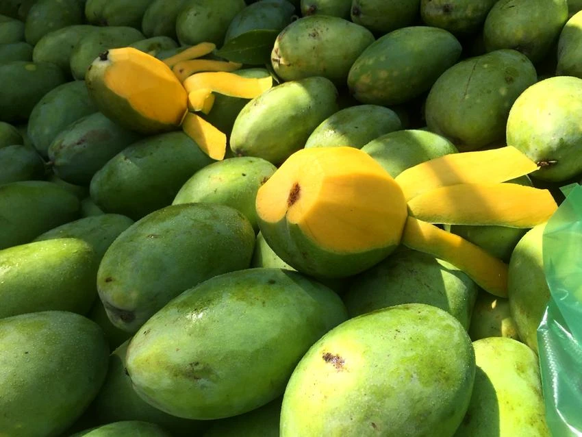 Tiêu thụ quá nhiều xoài có thể gây ra một số vấn đề về sức khỏe. Ảnh: NHẬT LINH