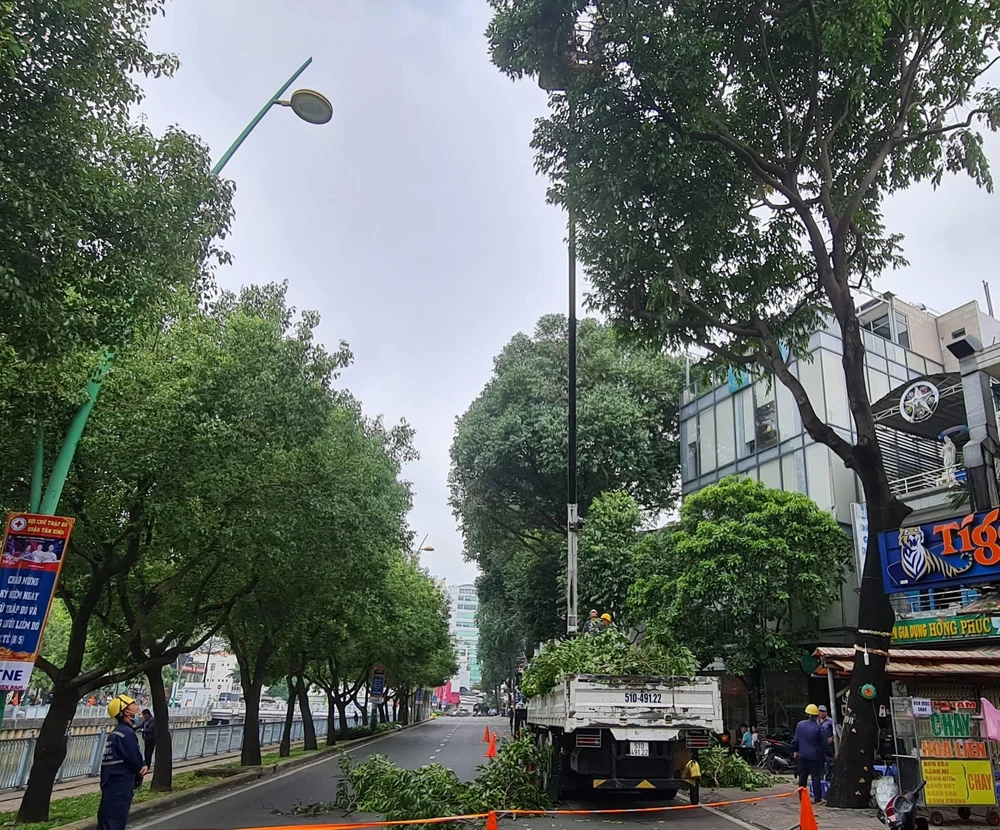 TP.HCM đặt chỉ tiêu thực hiện trồng và cải tạo 6.000 cây xanh trong năm 2022. Ảnh: NGUYỄN CHÂU