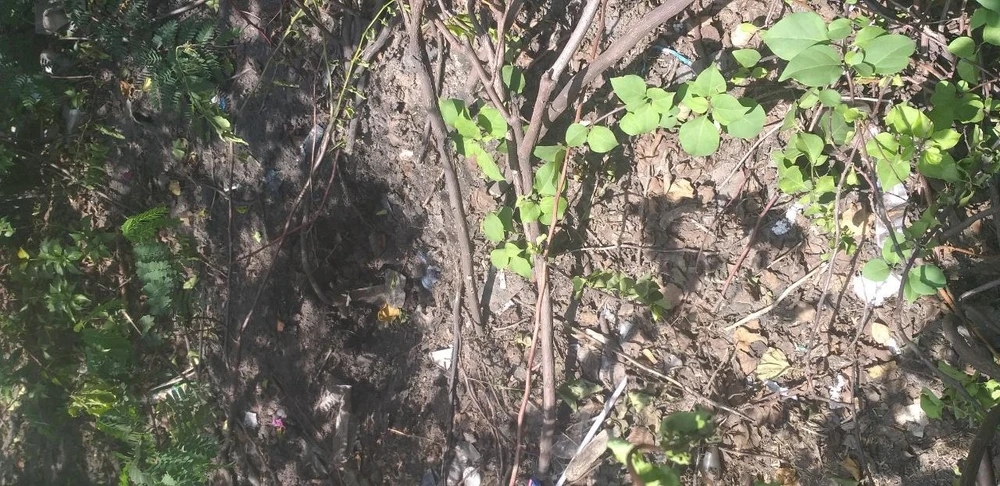 Hoa giấy bị đào trộm ở giải phân cách Quốc lộ 1, thuộc địa bàn quận 12, TP.HCM