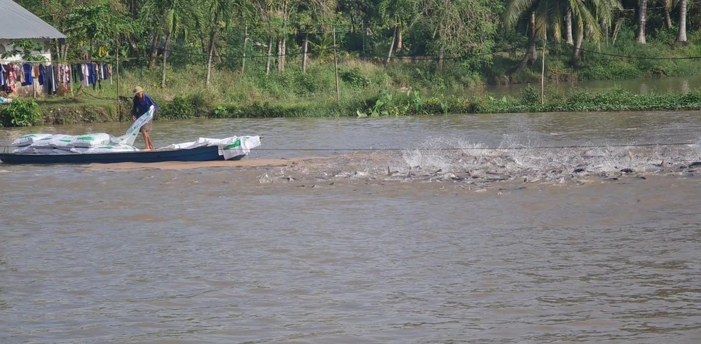 Cá được nuôi ở Cồn Sơn. Cá được nuôi ở Cồn Sơn.