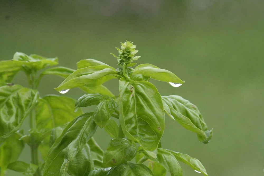 Lá húng quế là loại thảo dược tốt cho sức khoẻ. Ảnh: PIXABAY