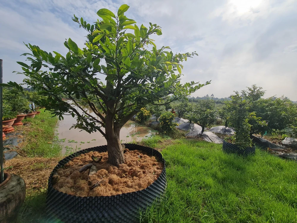 Cây mai với khoảng 50 năm ở xã Bình Lợi