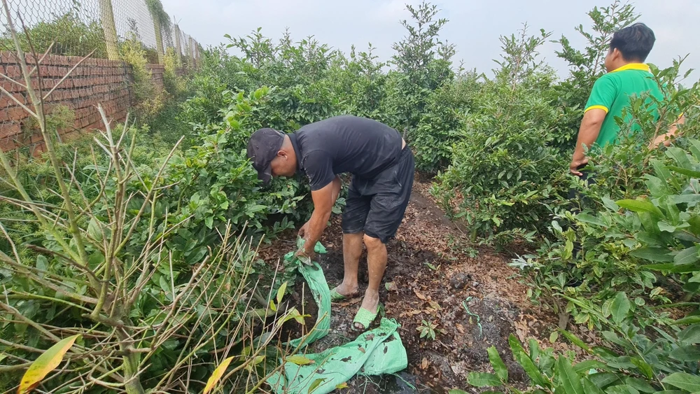 Chủ vườn cắt tỉa mai cho Tết Nguyên Đán