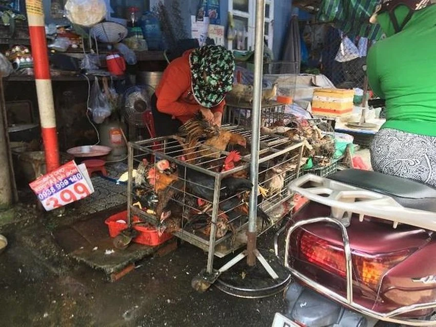 Sử gia cầm giết mổ không hợp vệ sinh sẽ ảnh hưởng đến sức khỏe người dùng. Ảnh: NV