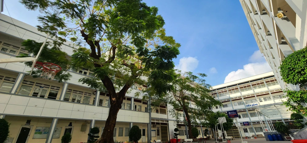 Cây phượng bề ngoài vẫn còn xanh tốt