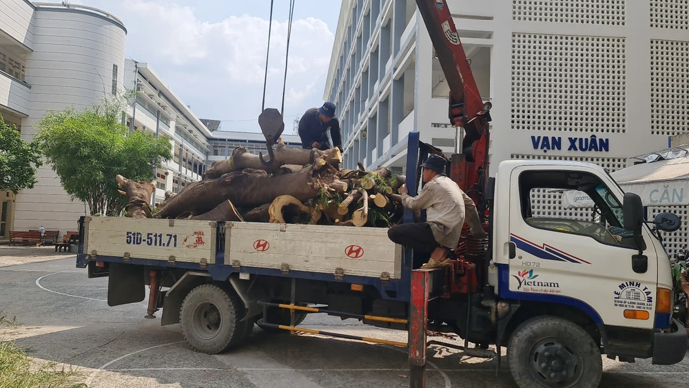 Hầu hết các bộ phận của cây đều hư hại