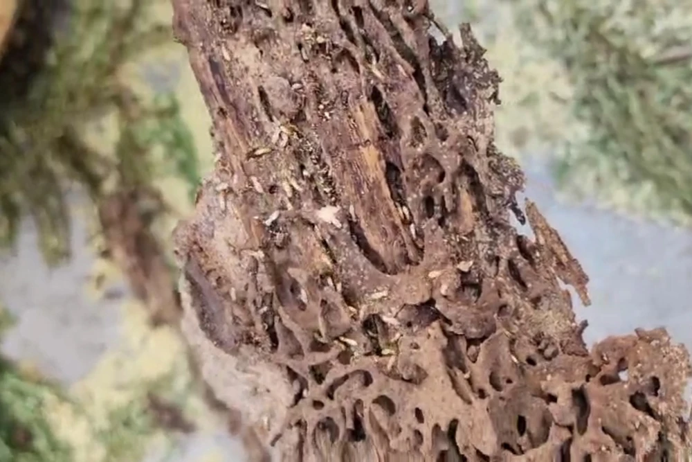 Có cả mối xuất hiện trong thân cây