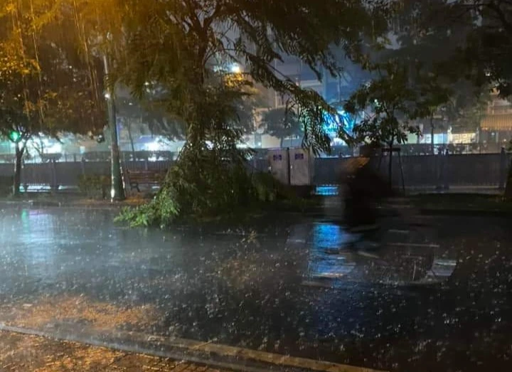 Cây đổ ở khu vực quận 3 tối 22-6. Ảnh: NDCC