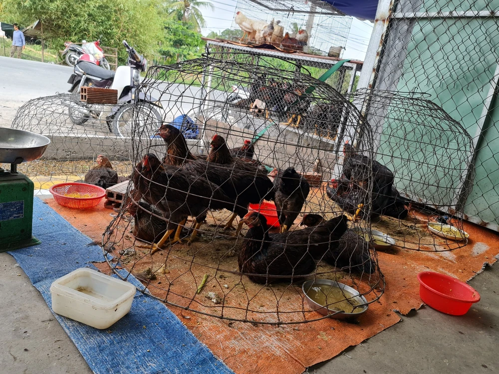 Hiện nay tình trạng buôn bán gia cầm không rõ nguồn gốc, xuất xứ xảy ra ở nhiều nơi trên địa bàn TP.HCM. Ảnh: NV
