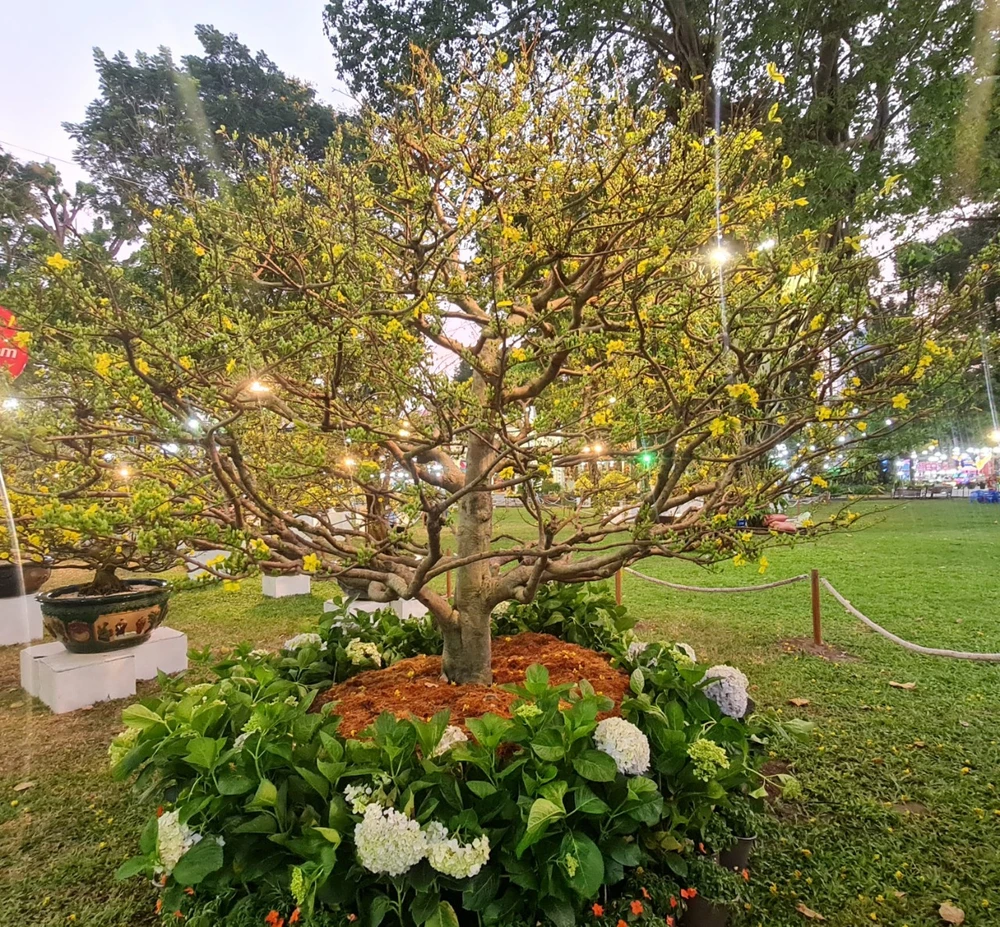 mai hoi hoa xuan.jpg