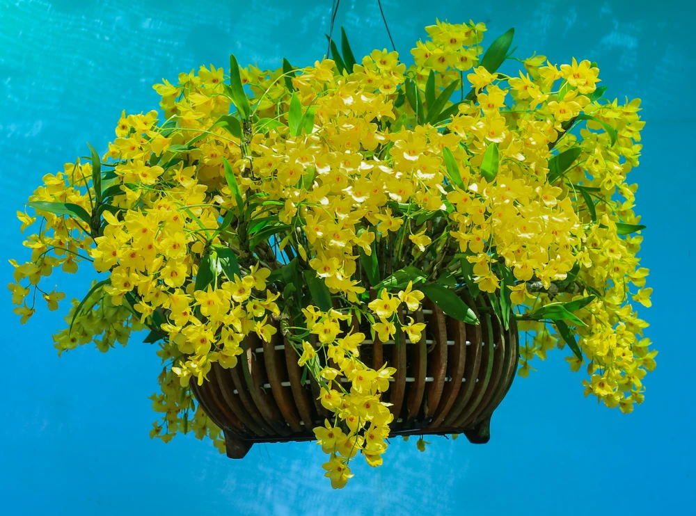 lam gia dac biet-hoi hoa xuan- 1.jpg