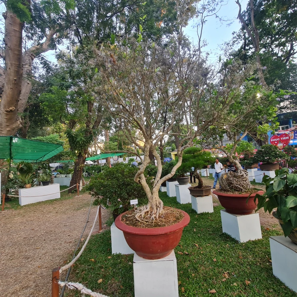 mai xanh- hoi hoa xuan-4.jpg