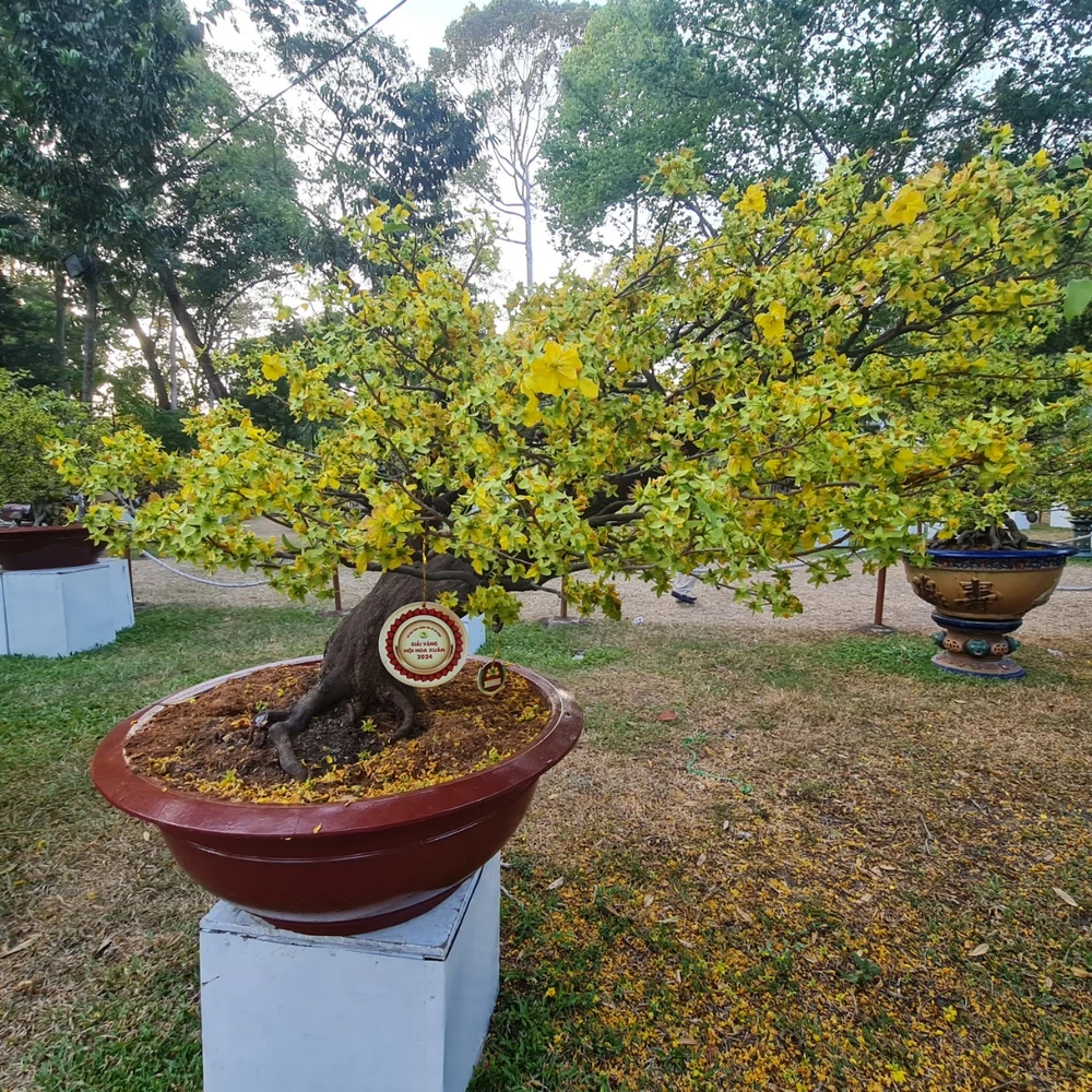 mau-giai vanh-hoi hoa xuan 11.jpg