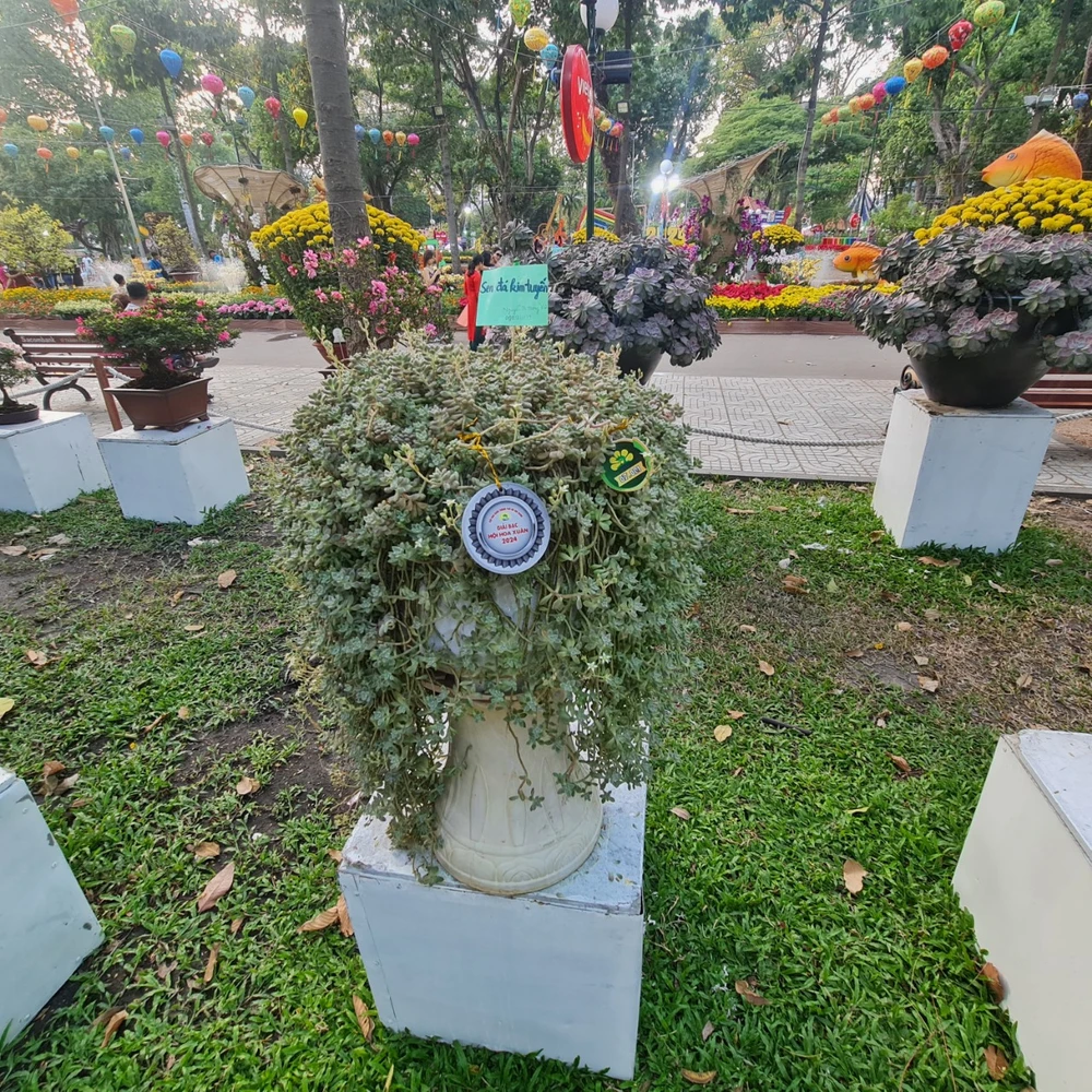 sen da gia khuyen khich- hoi hoa xuan- h3.jpg