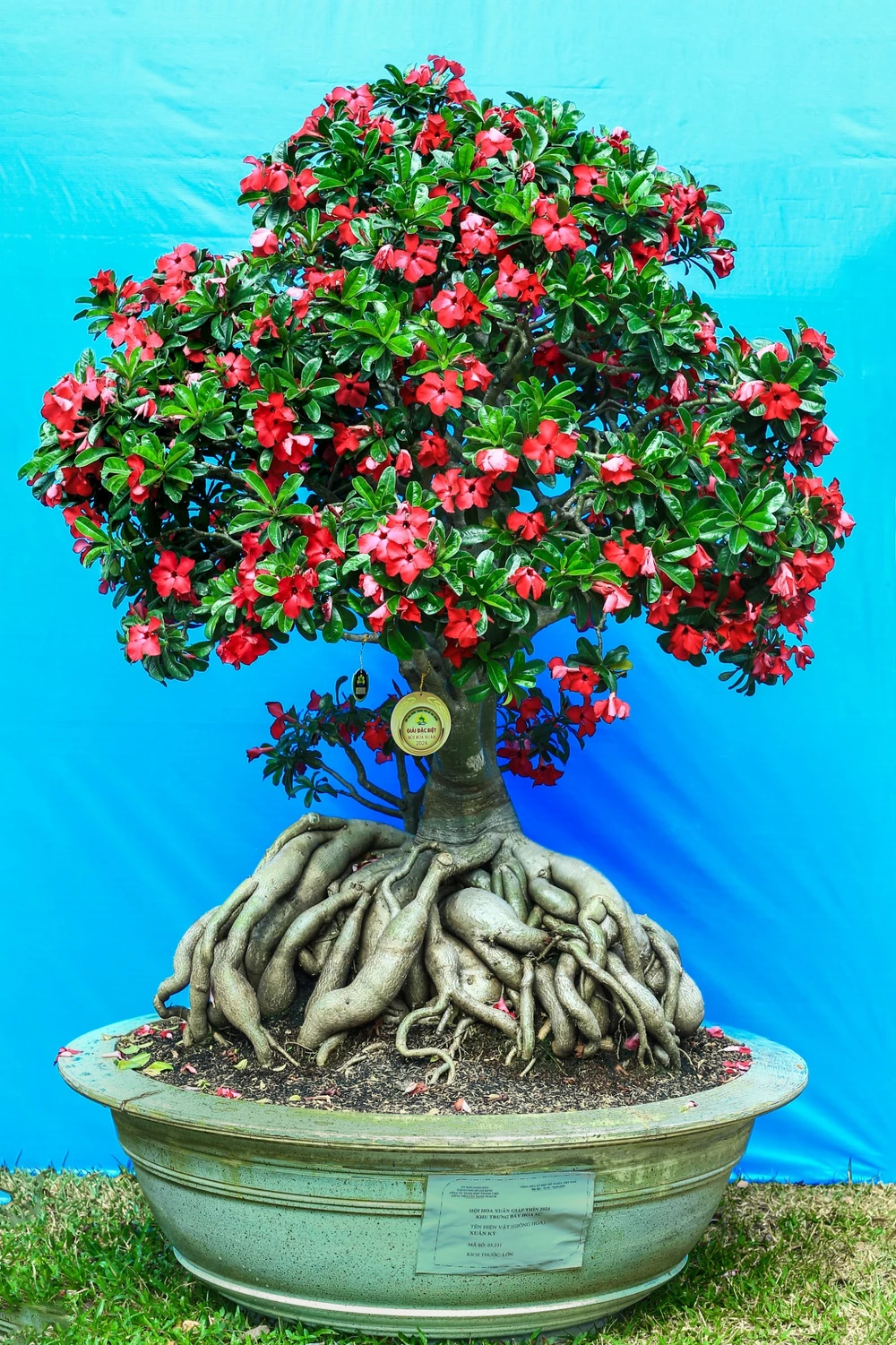 su giai dac biet- hoi hoa xuan 2.jpg