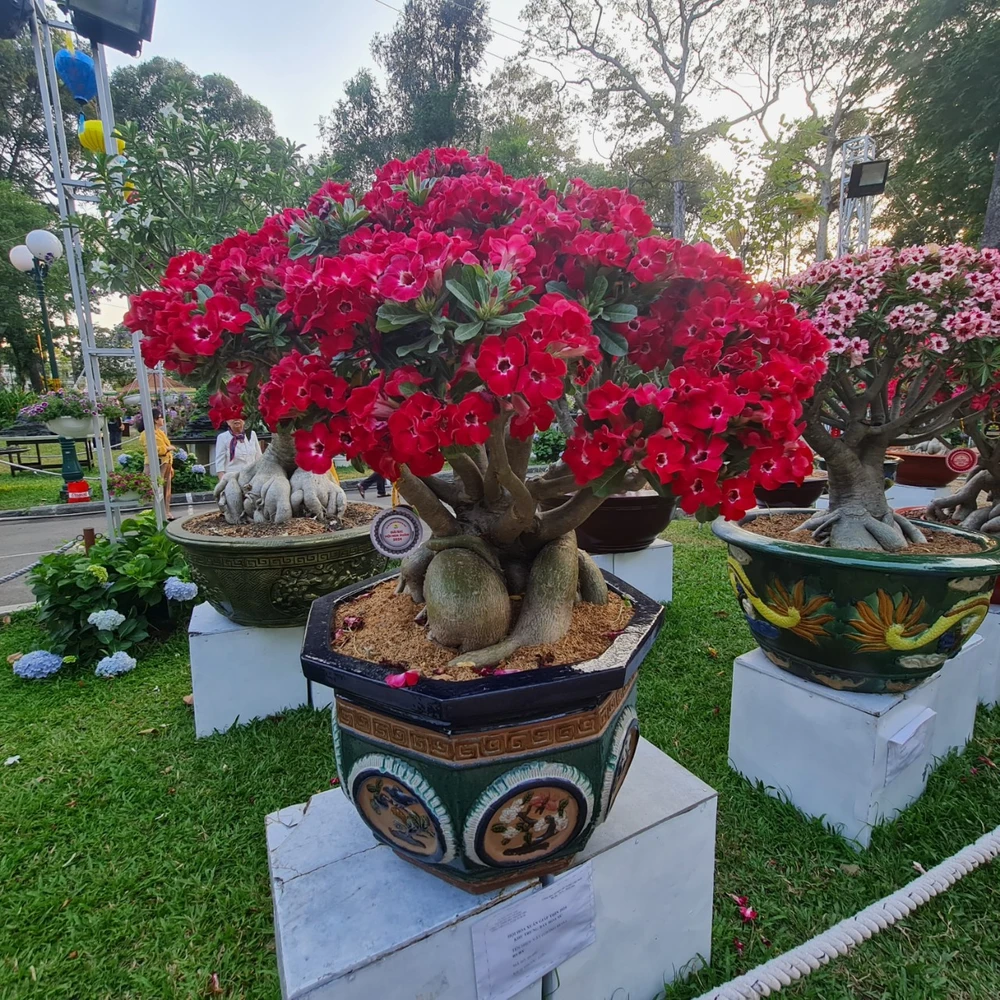 su- hoi hoa xuan-6.jpg