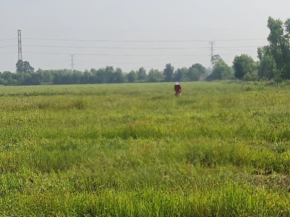 Xâm nhập mặn ở Nam bộ cao hơn trung bình nhiều năm