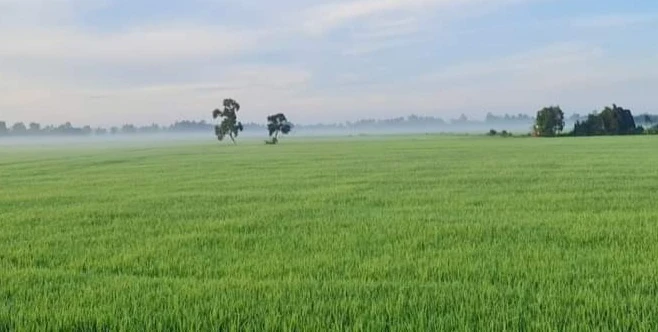 Điểm đáng lưu ý về việc đứng tên sổ hồng đất trồng lúa áp dụng từ ngày 1-8