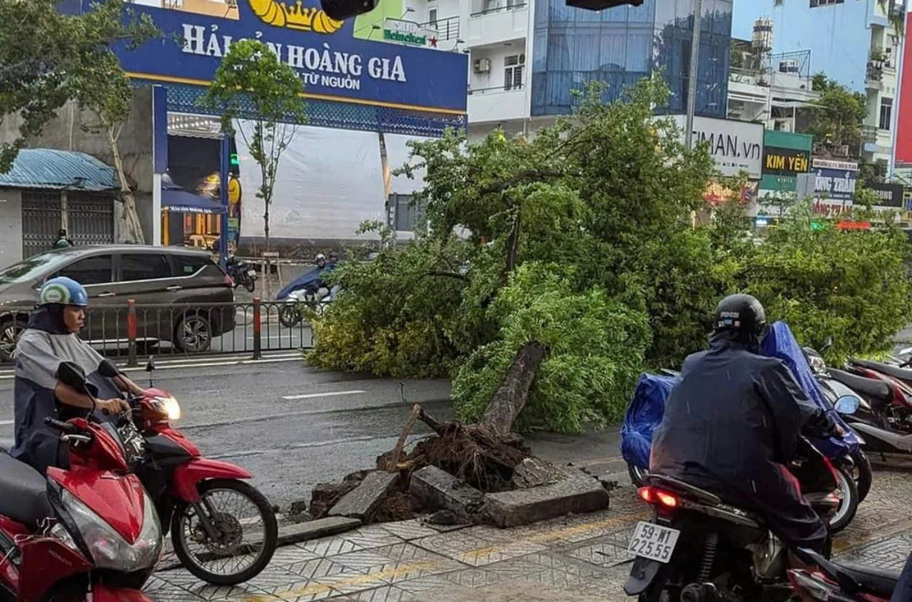 Mưa dông khiến nhiều cây đổ ở TP.HCM
