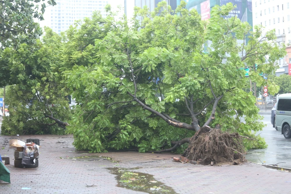 Cây xanh đô thị bị bật gốc sau cơn bão số 3 ở Hà Nội. Ảnh: PHI HÙNG