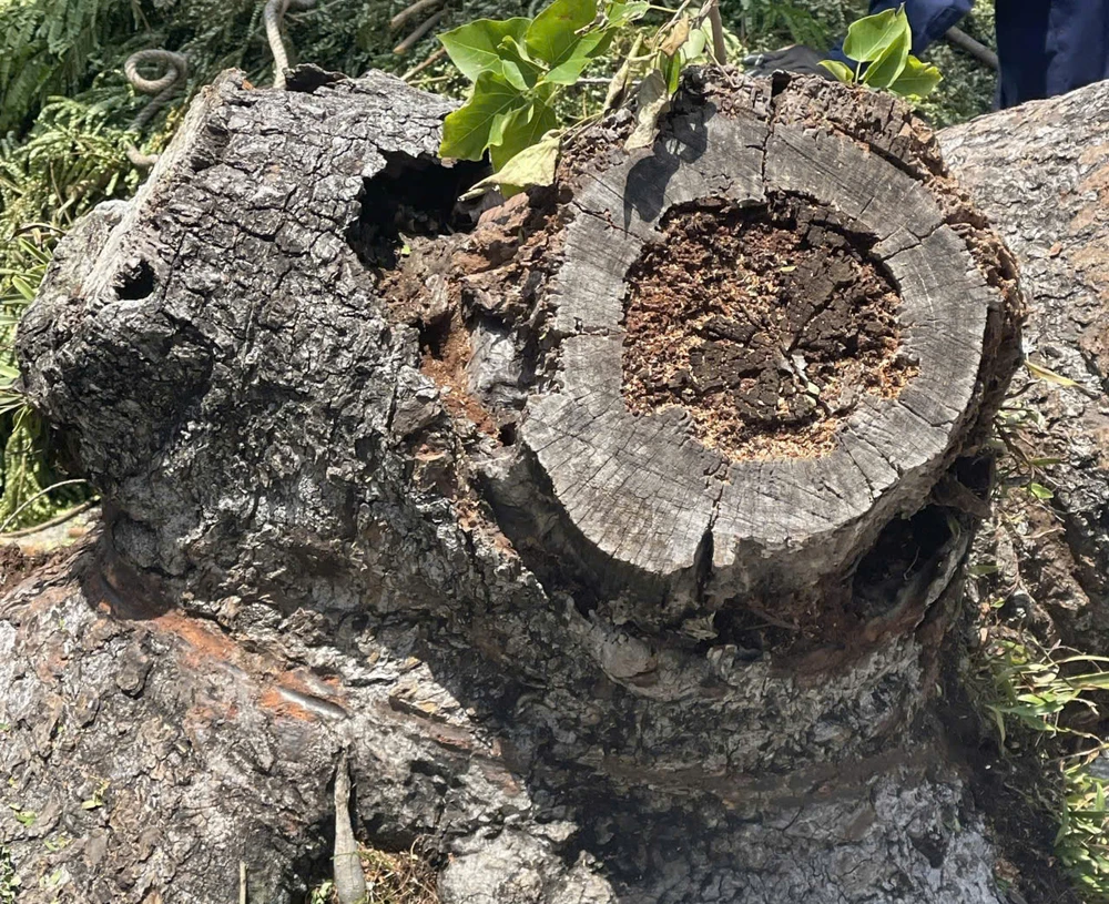 cây xanh cắt trơ trụ nguyễn đình chiểu.jpg