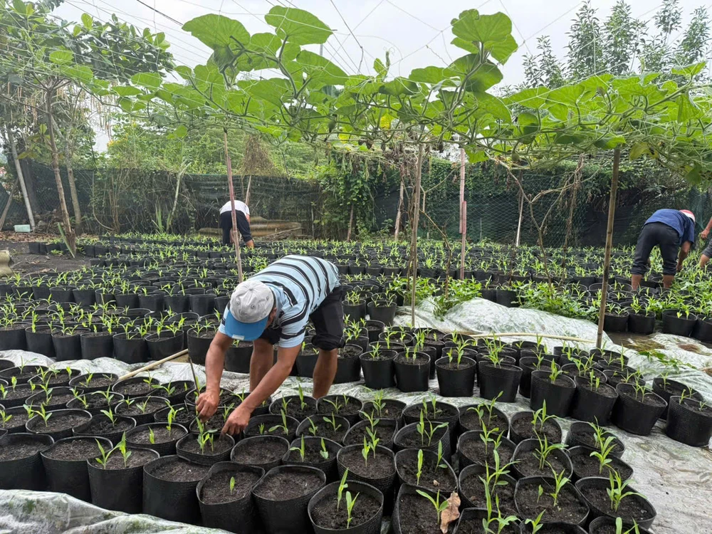 Độc đáo trang trí hội hoa xuân từ 1.000 cây bắp và 1.000 cây hoa hướng dương tại huyện Bình Chánh