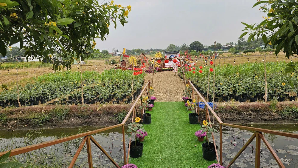 hoa hướng dương 4.jpg