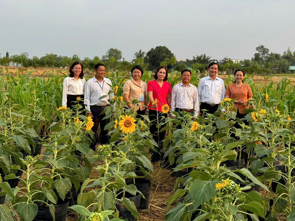 hoa hướng dương 6.jpg