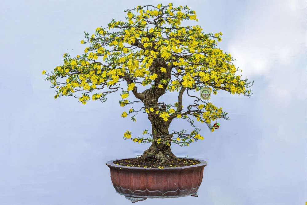 Chiêm ngưỡng những tác phẩm đoạt giải Hội Hoa xuân ở TP.HCM năm 2025