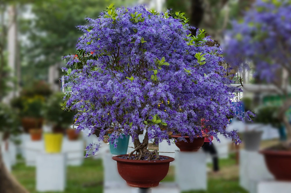 hội hoa xuân 7.jpg