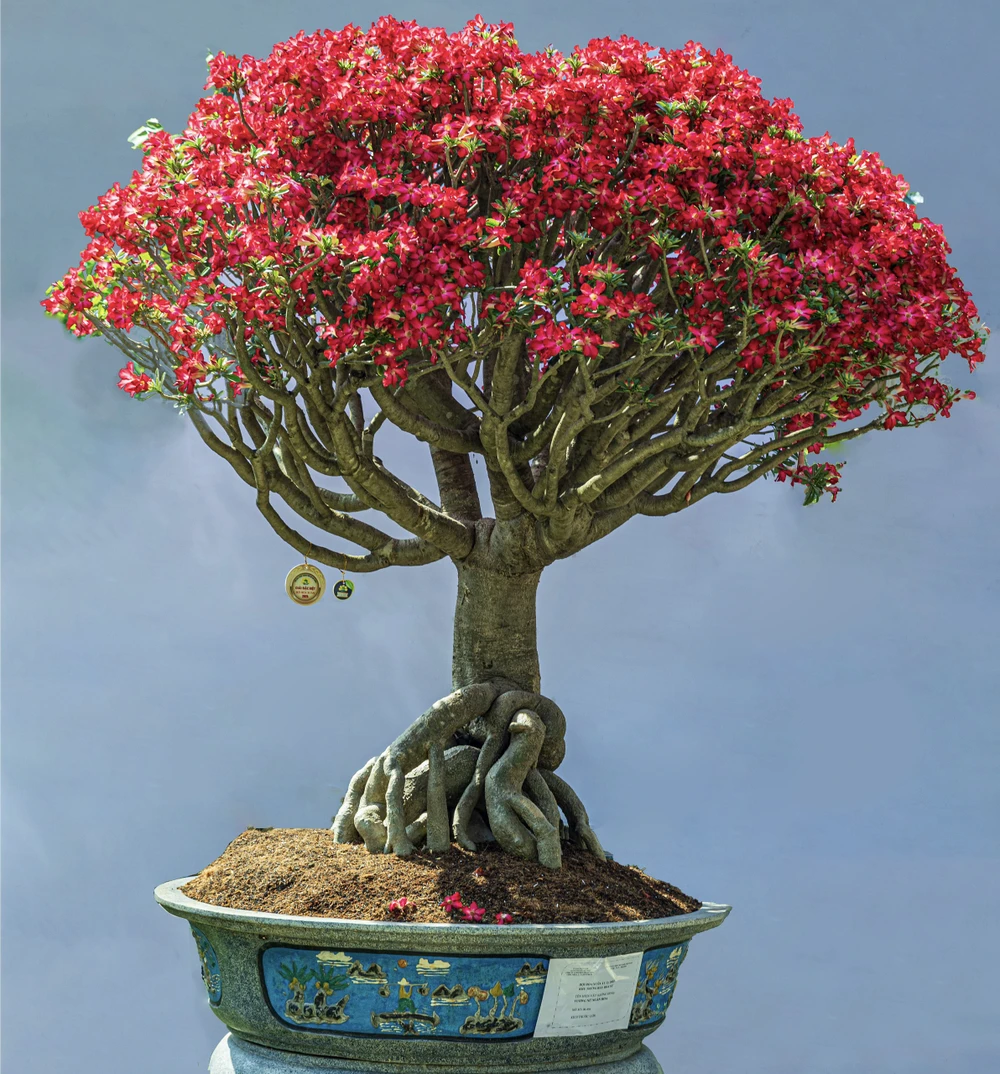 hội hoa xuân 8.jpg