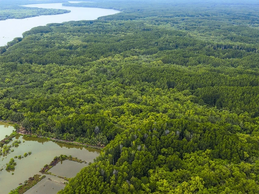 diện tích rừng.jpg