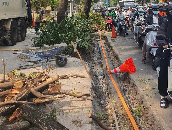 TP.HCM sẽ xử lý nghiêm các chủ đầu tư thi công công trình xâm hại cây xanh