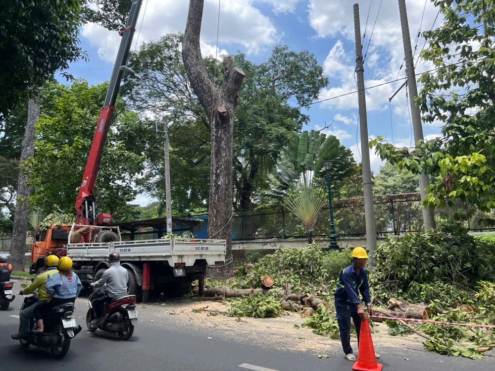 ảnh hưởng cây xanh 3.jpg