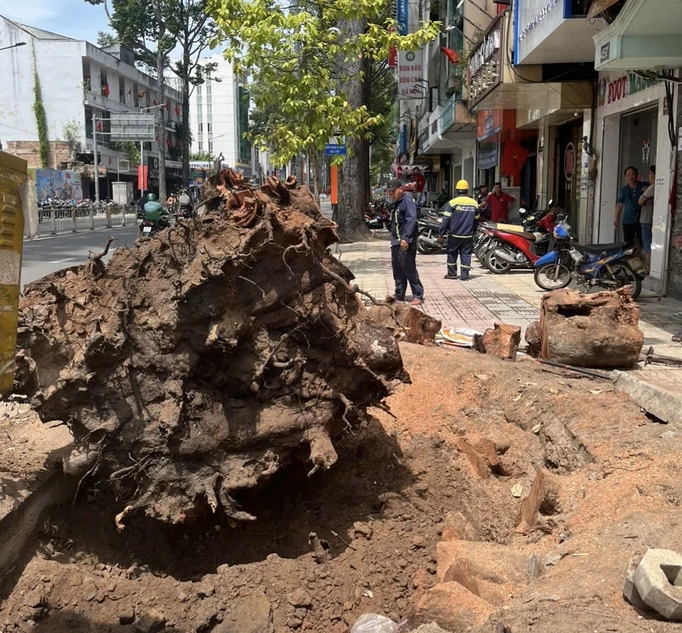 ảnh hưởng cây xanh 4.jpg