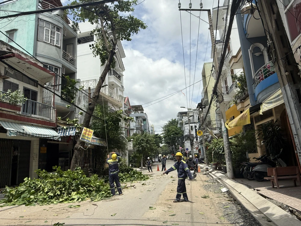 TP.HCM lập kế hoạch rà soát hệ thống cây xanh trong mùa mưa