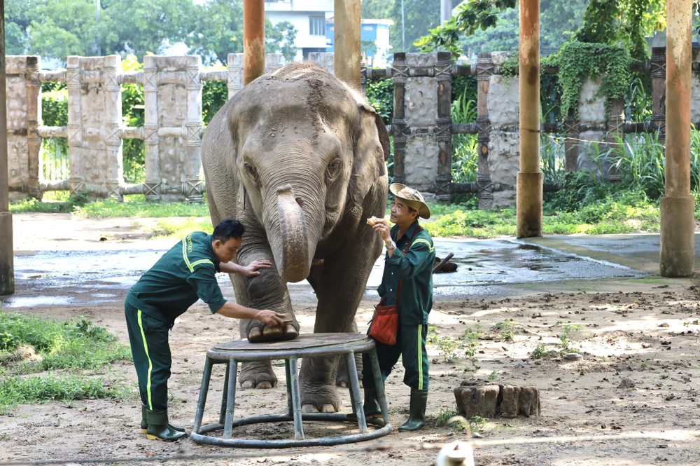 Voi làm nail, hà mã đi spa: Chuyện thật ở Thảo Cầm Viên