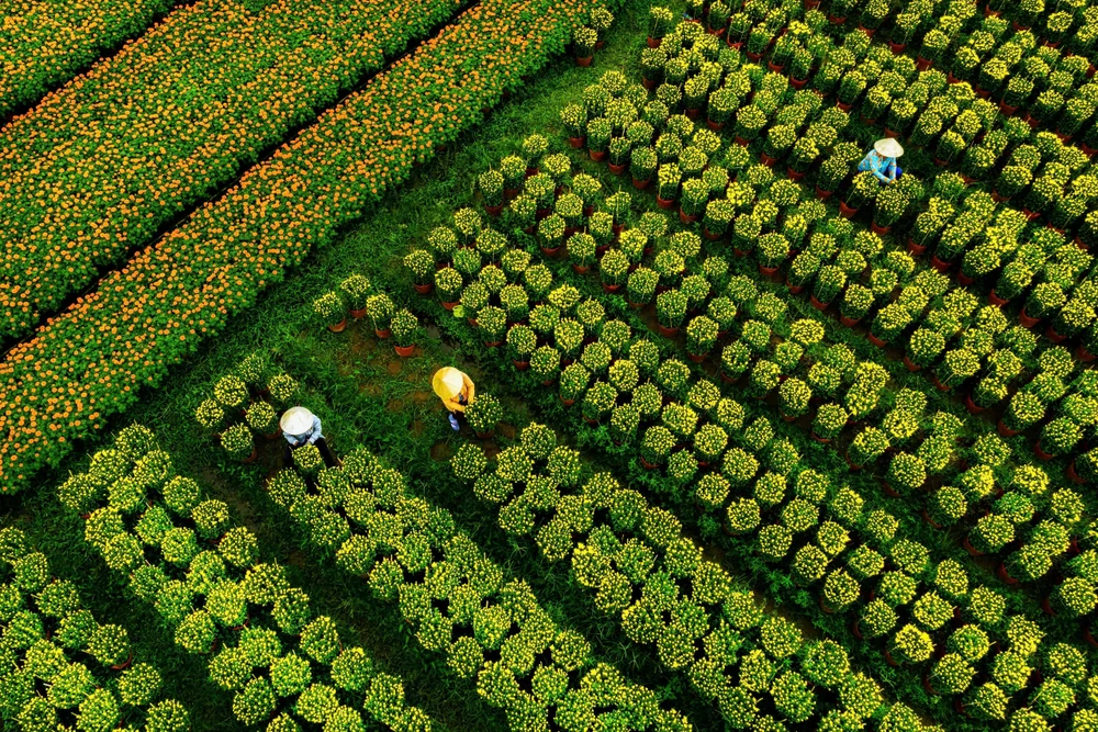 Sắp xác lập kỉ lục Guiness đường hoa kiểng dài nhất Việt Nam ở Bến Tre