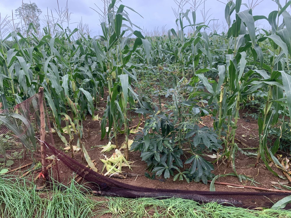 Quảng Ngãi: Đàn khỉ hơn 60 con phá nát vườn ngô của nông dân