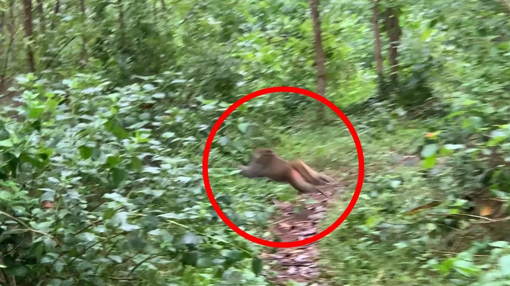 Quảng Ngãi: Đàn khỉ hơn 60 con phá nát vườn ngô của nông dân