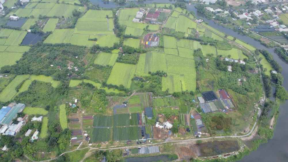 Làng hoa ở ngoại thành TP.HCM tất bật vào vụ hoa Tết