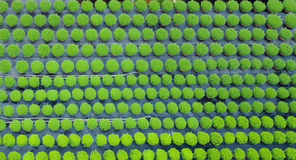 Làng hoa ở ngoại thành TP.HCM tất bật vào vụ hoa Tết