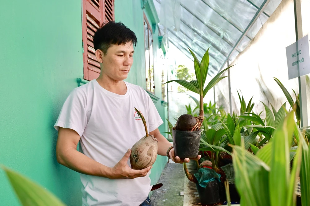 Trình làng dừa bonsai 'rắn ngậm ngọc' độc đáo cho dịp Tết Ất Tỵ 2025