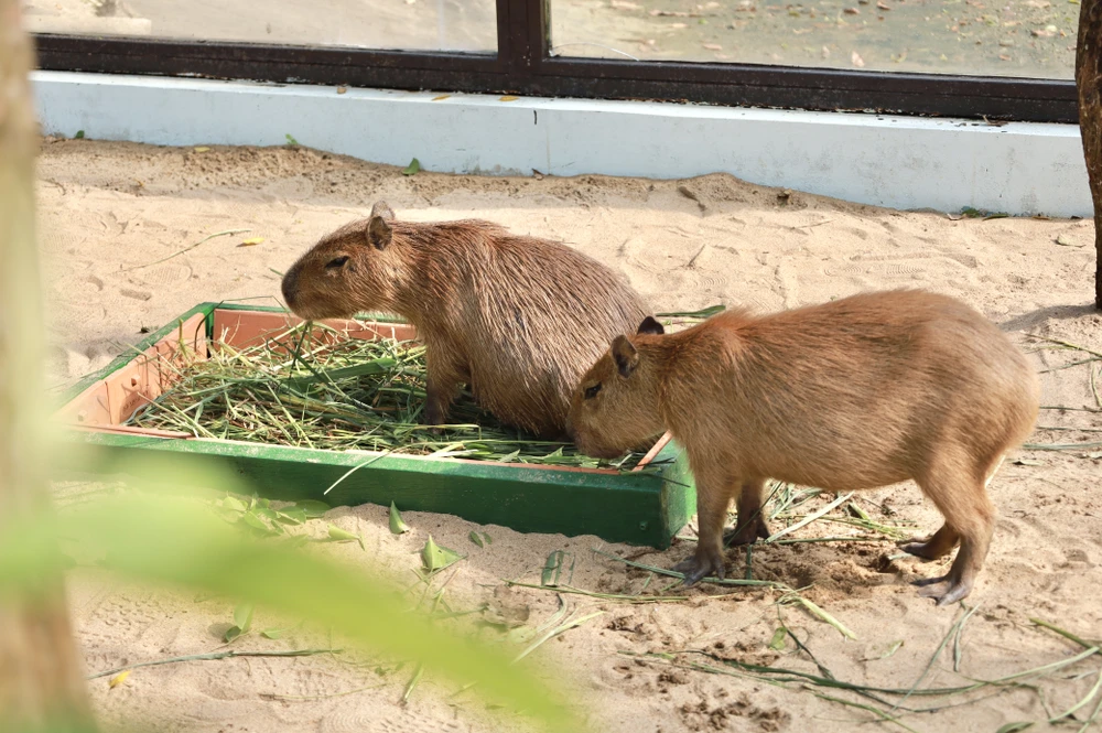 Capybara ngoài đời thật gây sốt, người dân TP.HCM chờ tới lượt để được vuốt ve