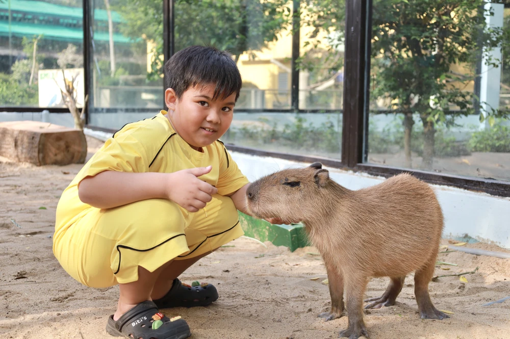 Capybara ngoài đời thật gây sốt, người dân TP.HCM chờ tới lượt để được vuốt ve