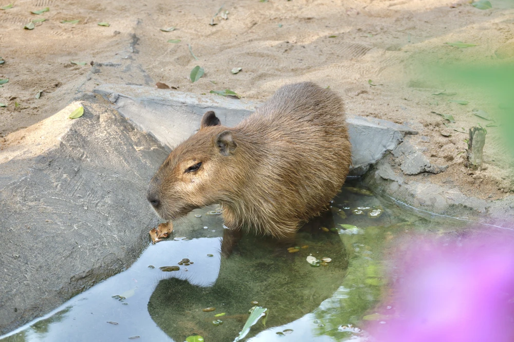 IMG_0909capybara-ngoai-doi-that-gay-sot-nguoi-dan-tp-hcm-cho-toi-luot-de-duoc-vuot-ve-post0capybara-ngoai-doi-that-gay-sot-nguoi-dan-tp-hcm-cho-toi-luot-de-duoc-vuot-ve-post0.html.html.jpg