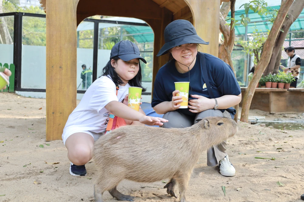 IMG_0943capybara-ngoai-doi-that-gay-sot-nguoi-dan-tp-hcm-cho-toi-luot-de-duoc-vuot-ve-post0capybara-ngoai-doi-that-gay-sot-nguoi-dan-tp-hcm-cho-toi-luot-de-duoc-vuot-ve-post0.html.html.jpg