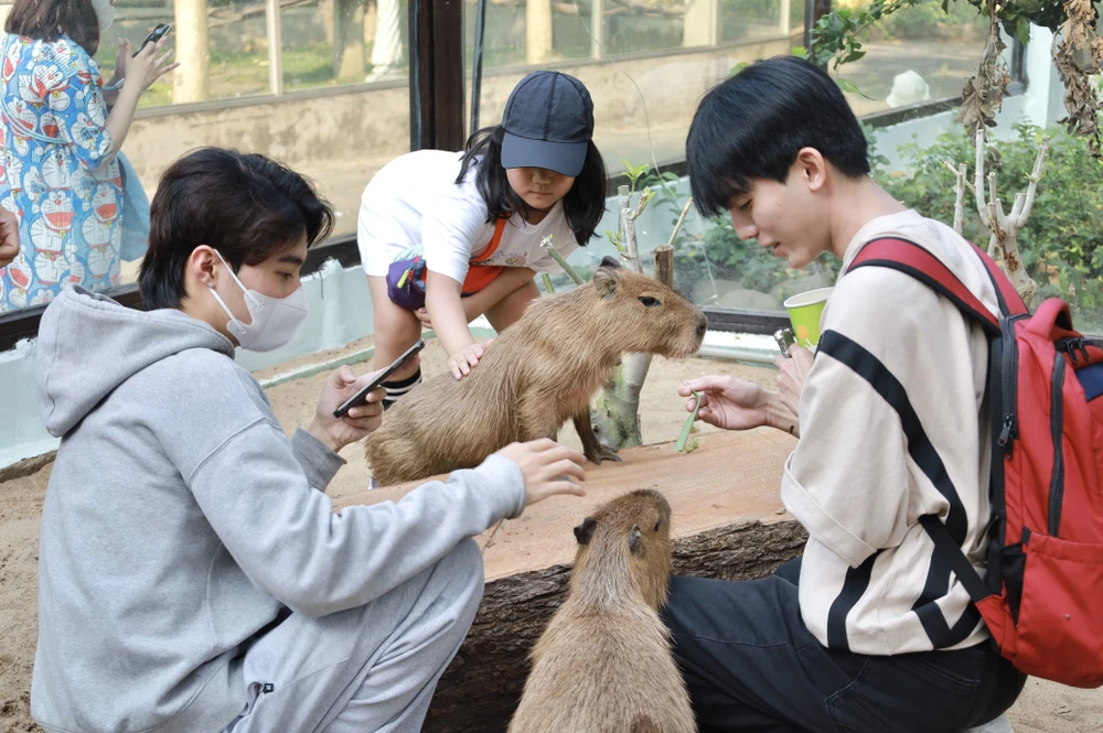 IMG_0947capybara-ngoai-doi-that-gay-sot-nguoi-dan-tp-hcm-cho-toi-luot-de-duoc-vuot-ve-post0.html.jpg