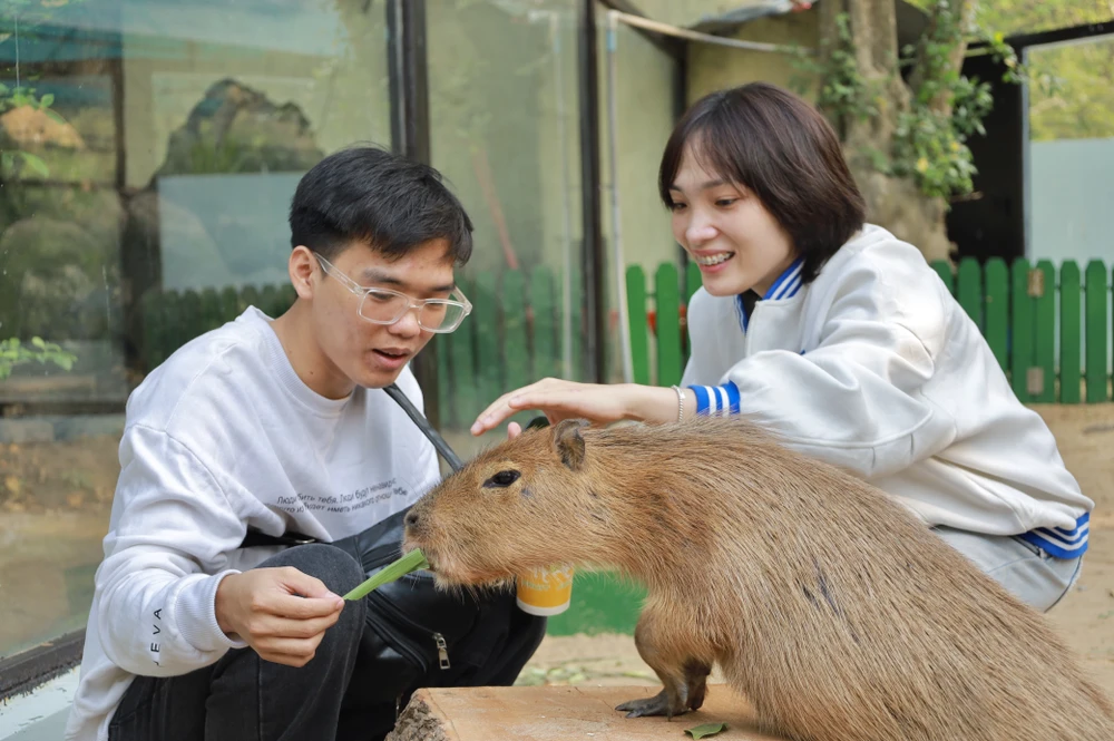 IMG_0954capybara-ngoai-doi-that-gay-sot-nguoi-dan-tp-hcm-cho-toi-luot-de-duoc-vuot-ve-post0capybara-ngoai-doi-that-gay-sot-nguoi-dan-tp-hcm-cho-toi-luot-de-duoc-vuot-ve-post0.html.html.jpg