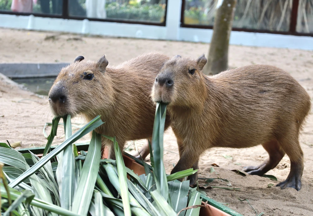 IMG_0973capybara-ngoai-doi-that-gay-sot-nguoi-dan-tp-hcm-cho-toi-luot-de-duoc-vuot-ve-post0capybara-ngoai-doi-that-gay-sot-nguoi-dan-tp-hcm-cho-toi-luot-de-duoc-vuot-ve-post0.html.html.jpg